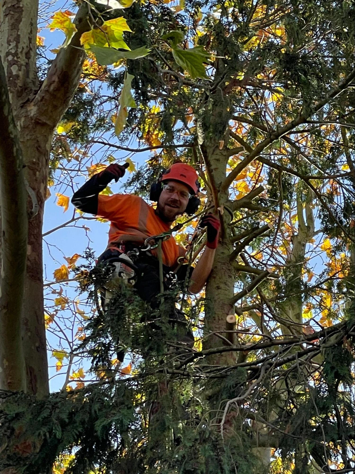 Hatfield Heath Tree Care Experts